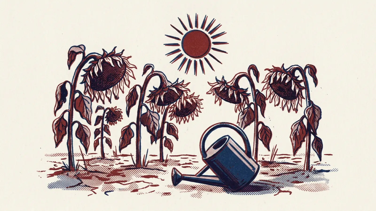 A risograph illustration of wilting sunflowers in a dry field with a watering can lying on its side.