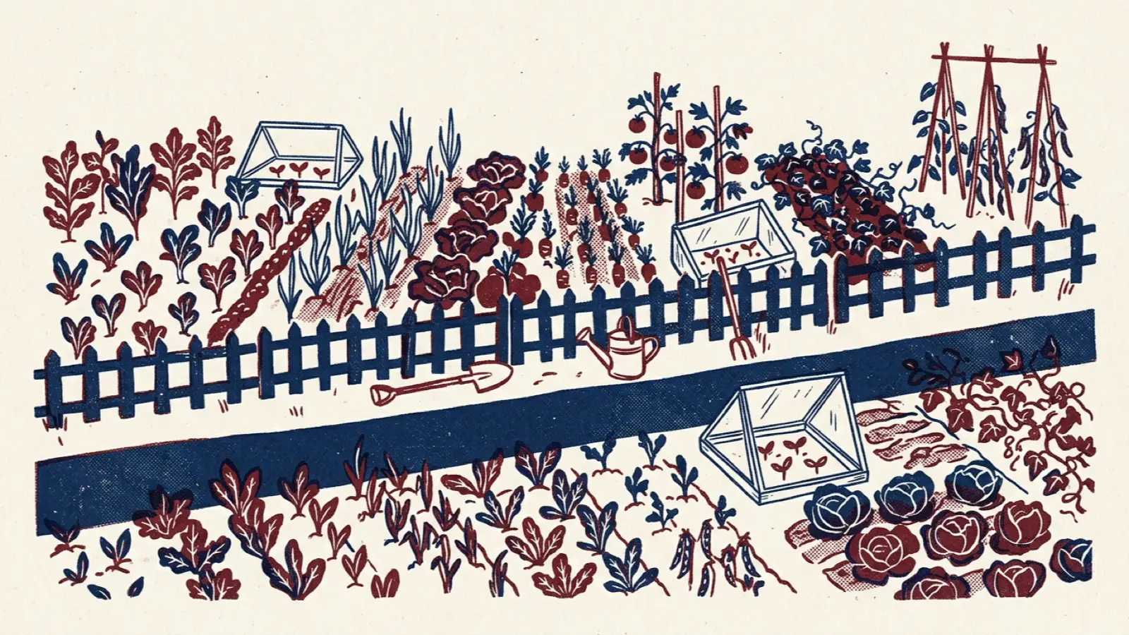 A risograph illustration of allotment plots side by side growing vegetables at different stages, with a shared path.